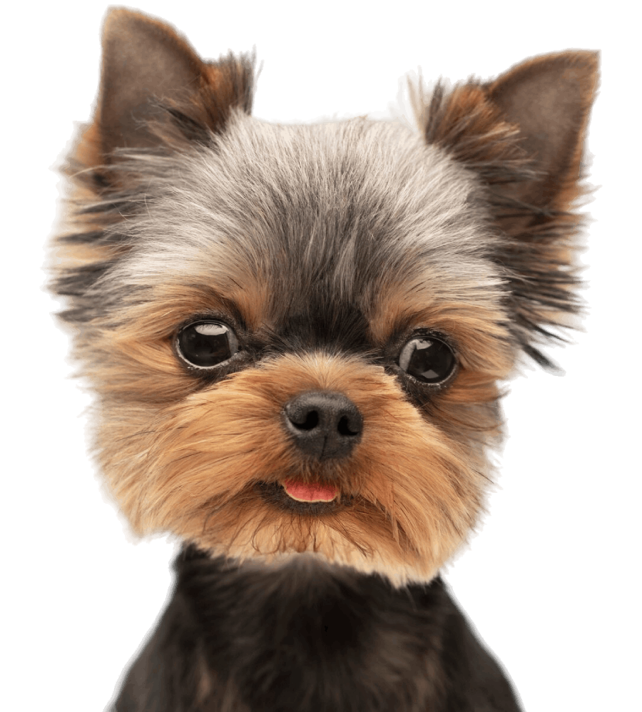 Beauty Dog Beauty Dog