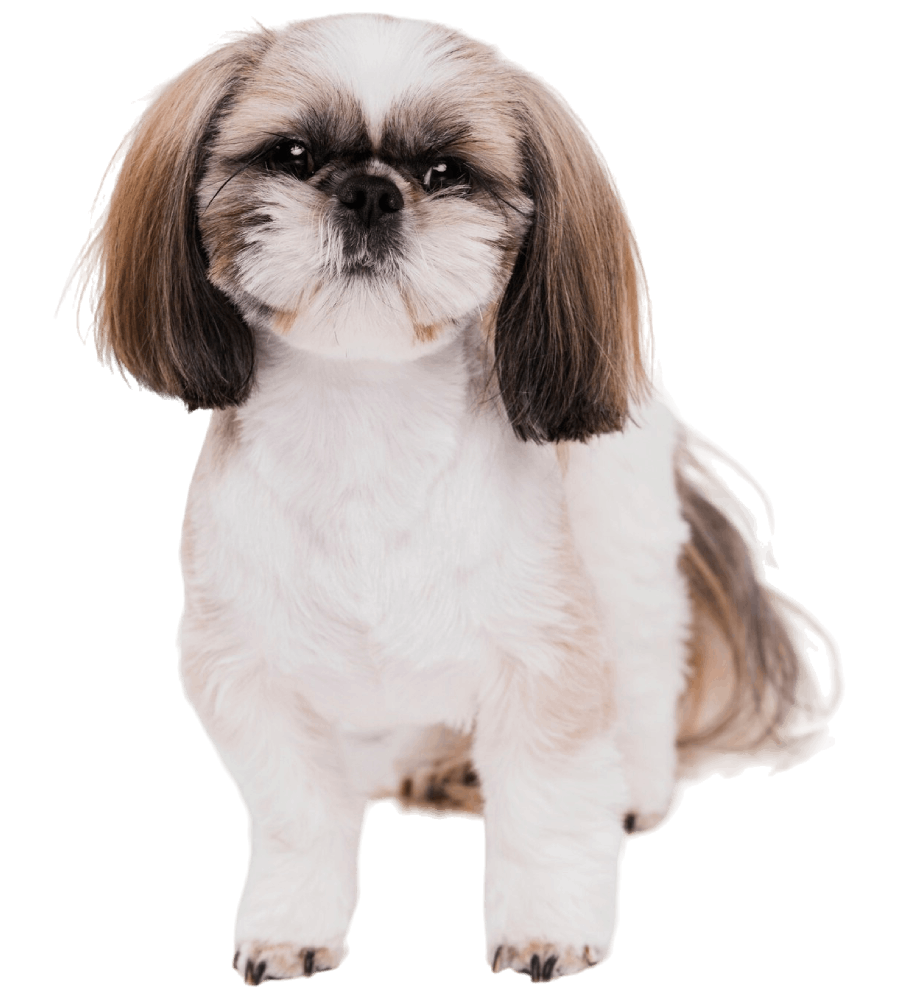 Beauty Dog Beauty Dog