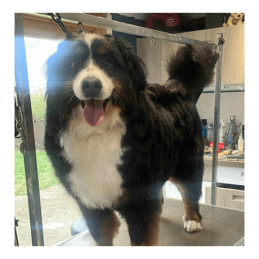 Beauty Dog Beauty Dog