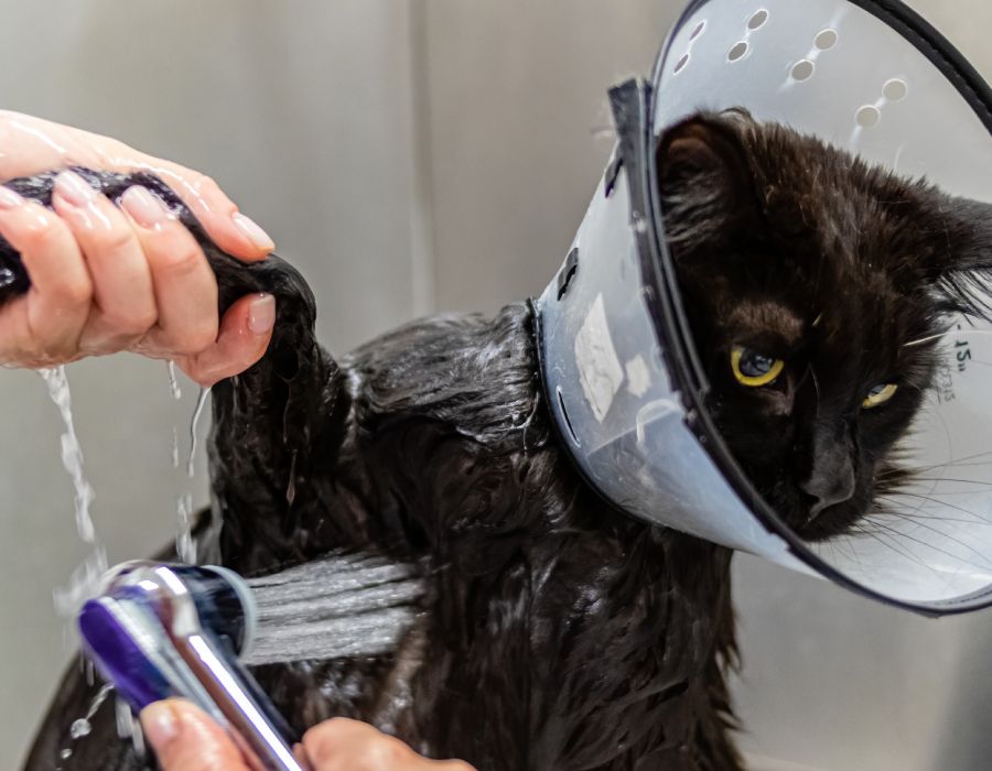 Toilettage chats