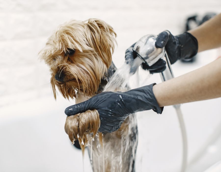 Toilettage chiens