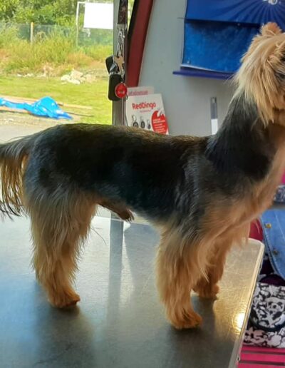 70392385_1204074979795708_1601810844771942400_n